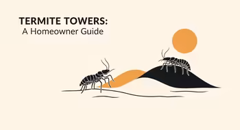 Termite Towers: A Homeowner's Guide
